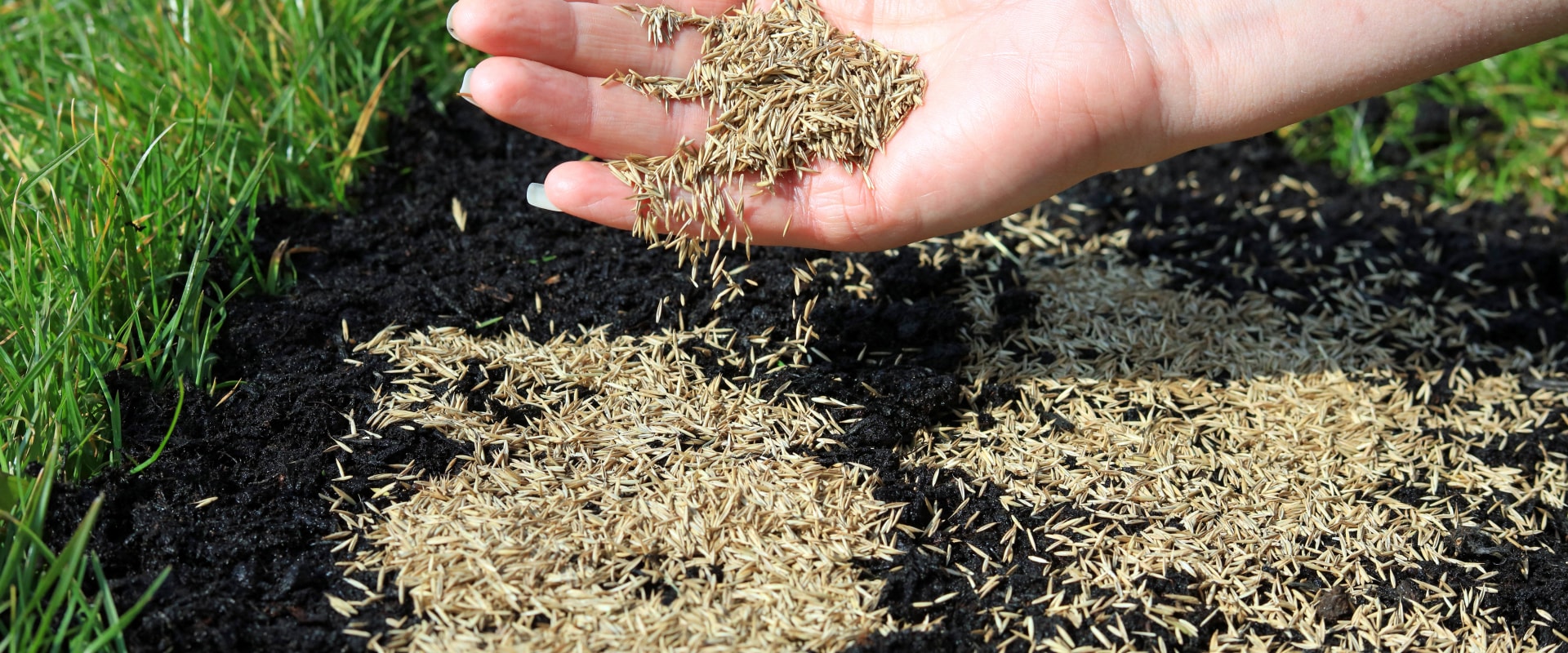How much grass seed do i need?