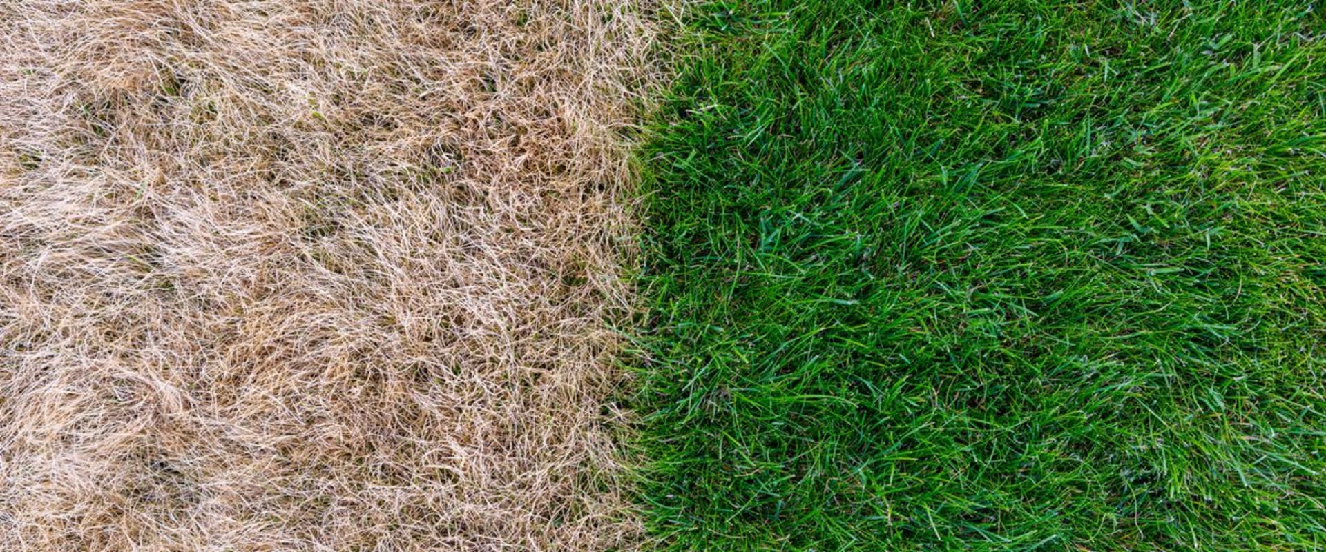 Ditch The Grass Seed For Good: Revive Your Lawn With Synthetic Turf Repair In New Jersey