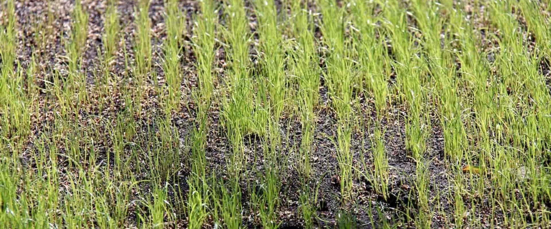 How long does it take for grass seeds to germ?