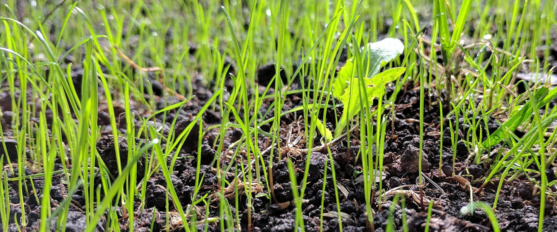 When should i plant grass seed in spring?