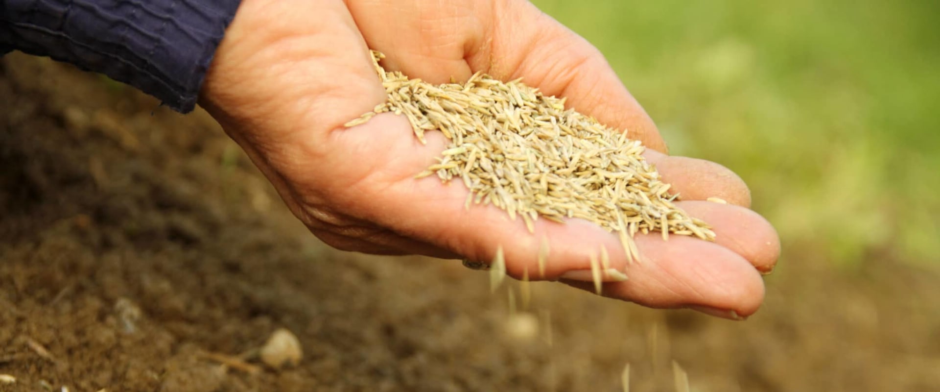 Is it better to plant grass seed in the spring or fall?