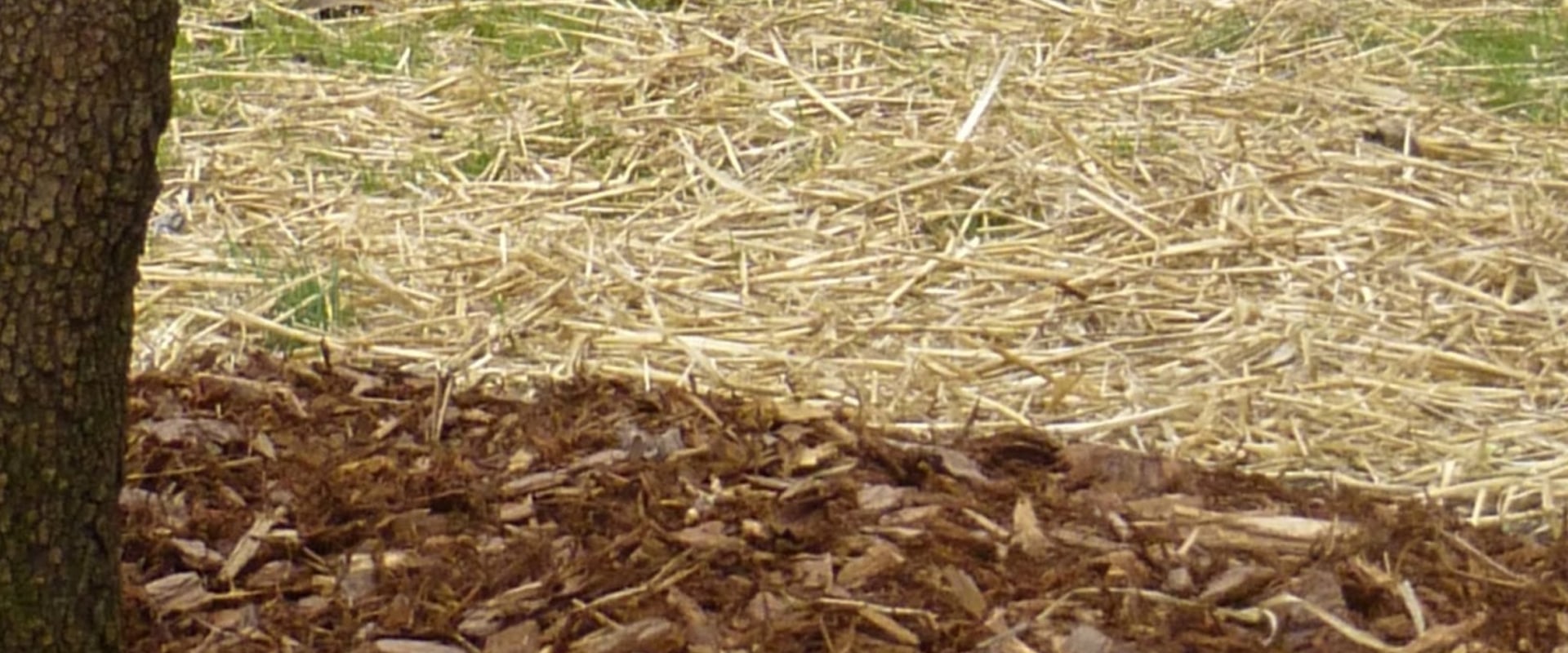 Why cover grass seed with straw?