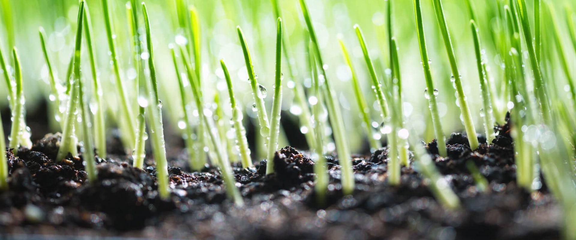 The Benefits Of Professional Tree Care Services In Leander: Establishing Grass Seed In Your Yard