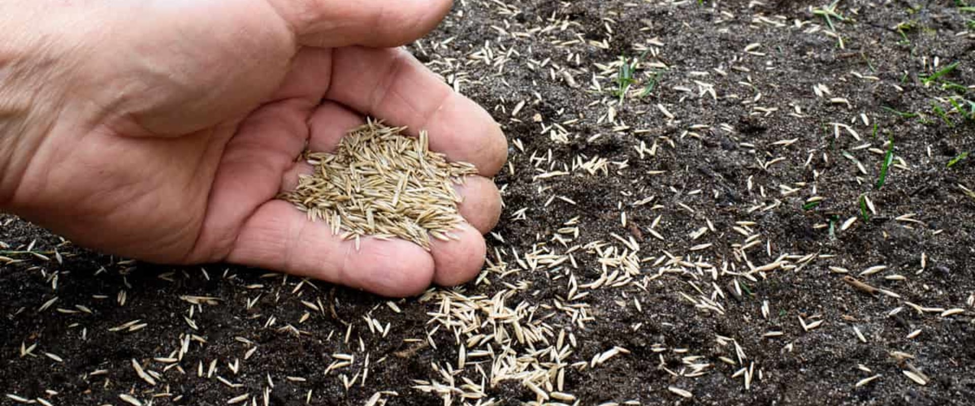 Can grass seed die?