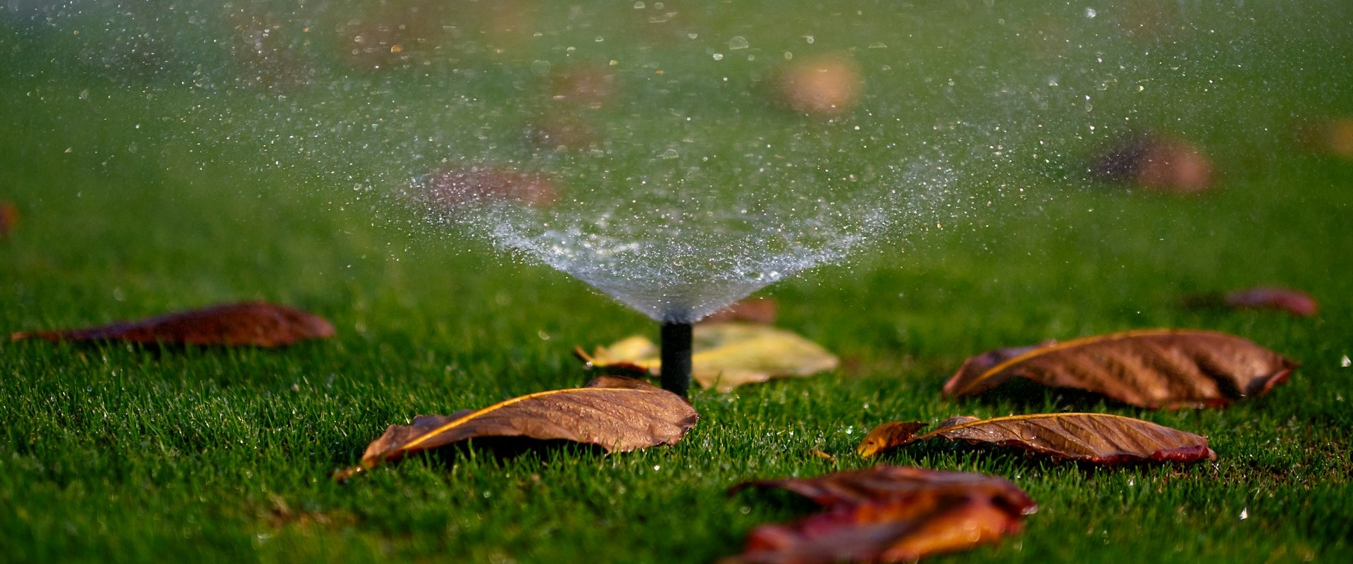 Maximizing Lawn Health in Colleyville, TX: The Role of Grass Seed and Expert Irrigation Services