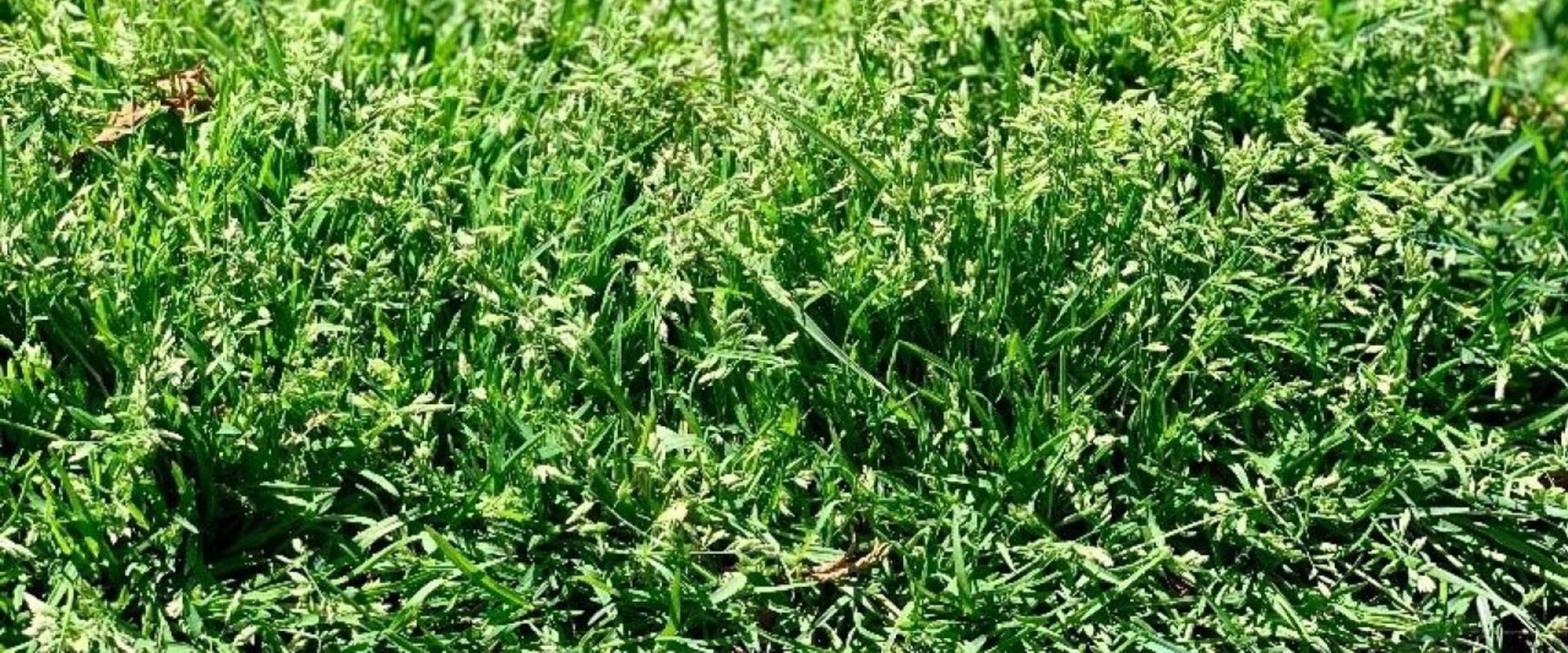 Are grass seed heads good?