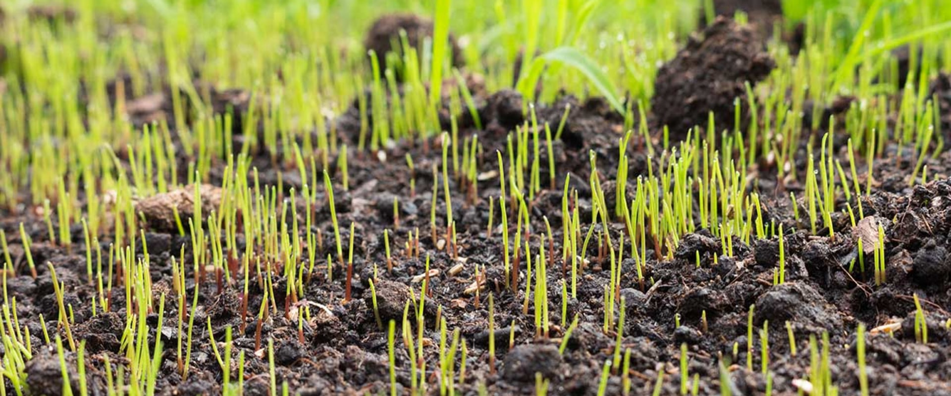 How grass seed germinates?