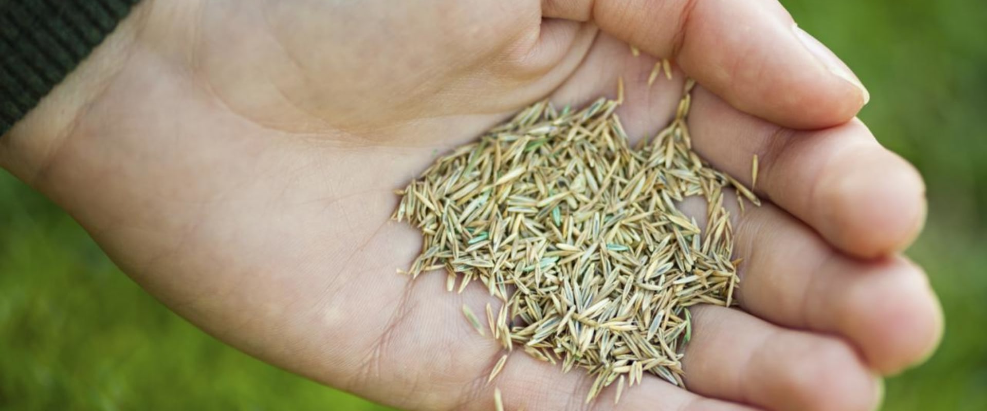 What is the most popular grass seed?