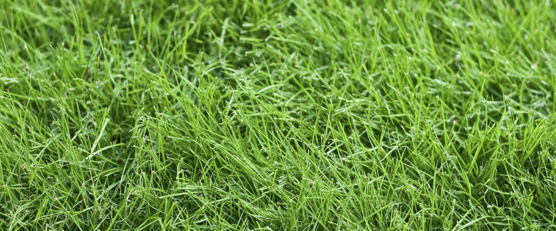 Which type of grass is best for lawn?