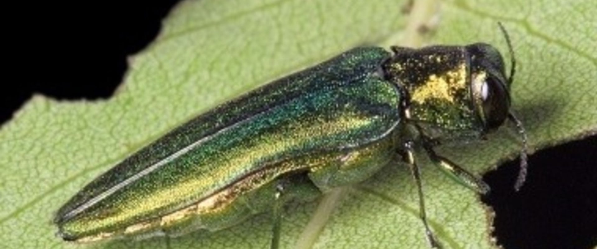 Rooting For Resilience: How Emerald Ash Borer Treatment Services Enhance Grass Seed In Massachusetts