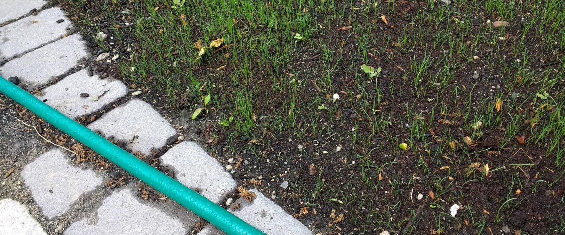Will grass seed grow if not covered?