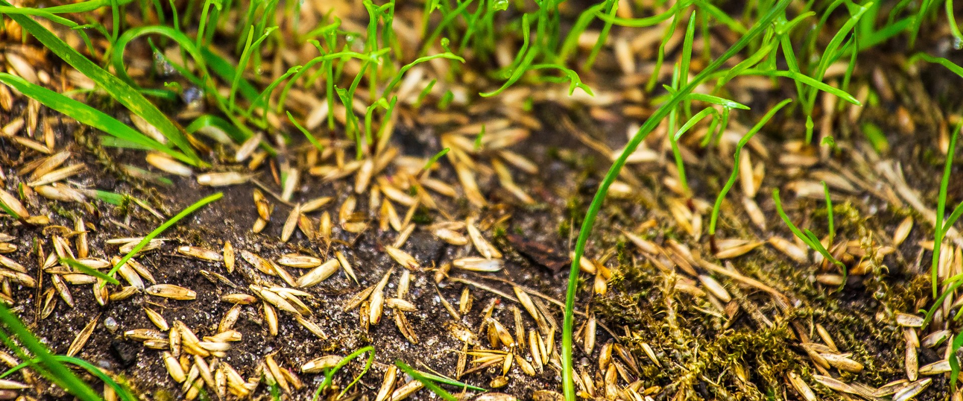 Will grass seed grow on top of dirt?