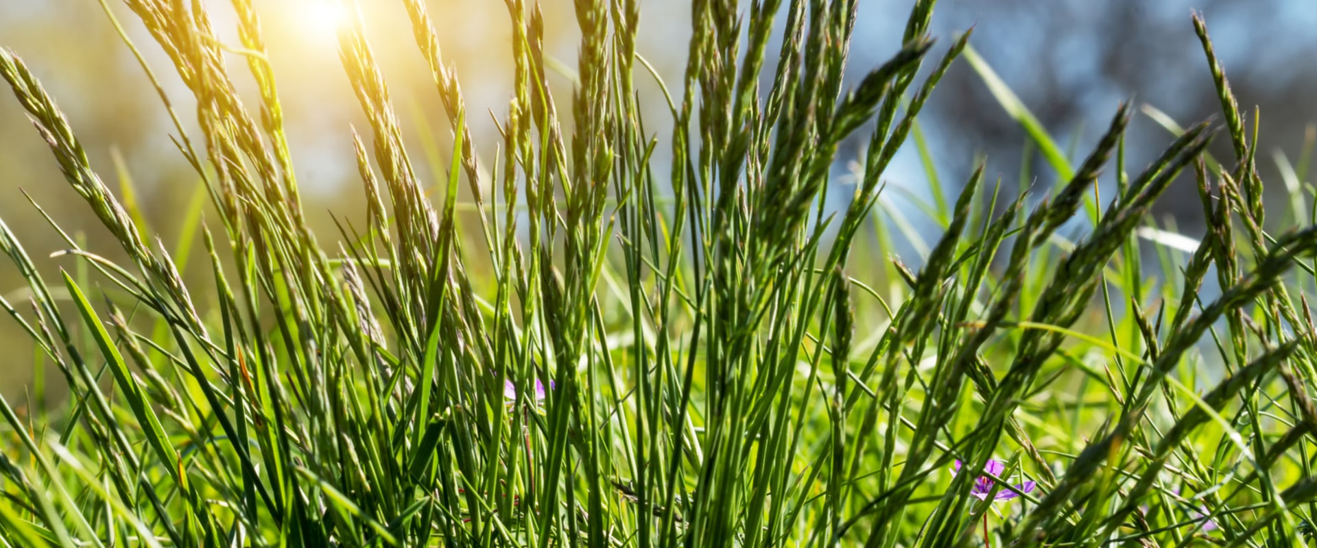 Why Garden Centers In Portland, OR Are Your Go-To For Quality Grass Seed