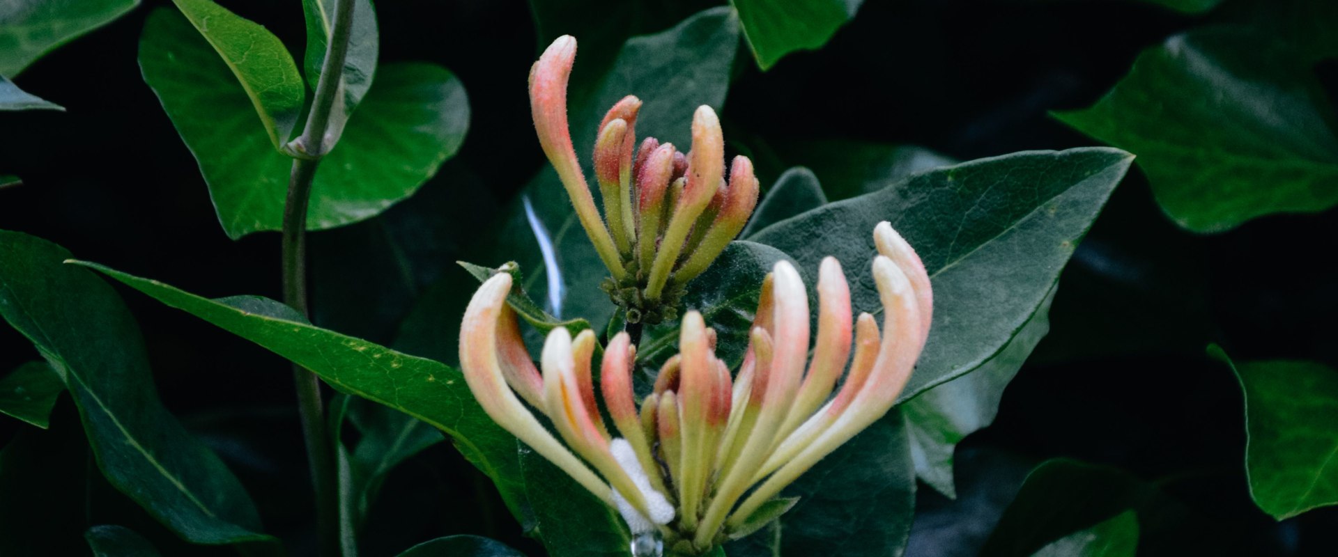 From Grass Seed to a Healthier Yard: Honeysuckle Removal in Columbia, MO