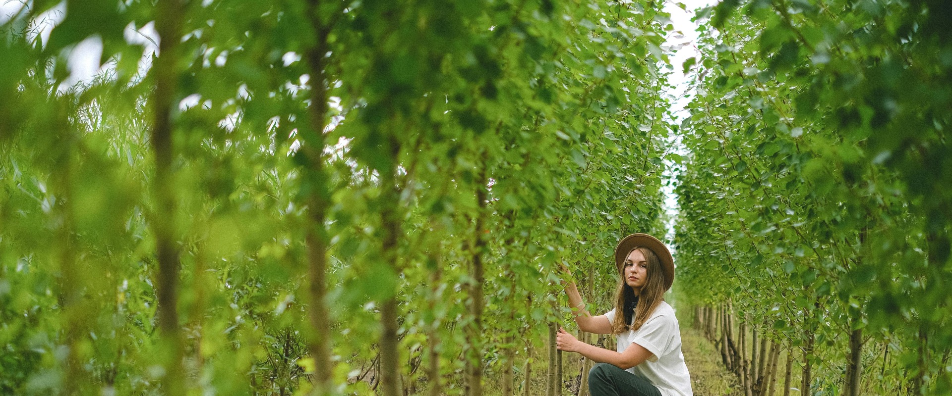 Transform Your Lawn with Tree Planting in Maysville, WV