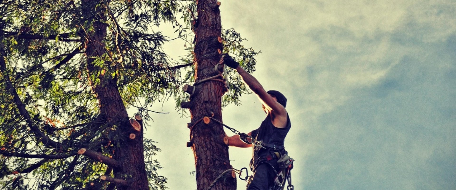 Establishing Healthy Grass with Expert Tree Maintenance