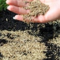 How are grass seeds planted?