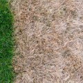 Ditch The Grass Seed For Good: Revive Your Lawn With Synthetic Turf Repair In New Jersey