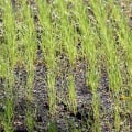 How long does it take for grass seeds to germ?