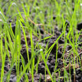 When should i plant grass seed in spring?