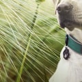 What grass seed is safe for dogs?