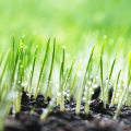 The Benefits Of Professional Tree Care Services In Leander: Establishing Grass Seed In Your Yard