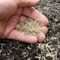 Can grass seed die?