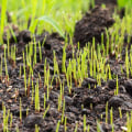 How grass seed germinates?