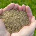 What is the best grass to grow from seed?