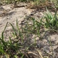 Will grass seed grow in sand?
