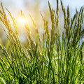 Why Garden Centers In Portland, OR Are Your Go-To For Quality Grass Seed