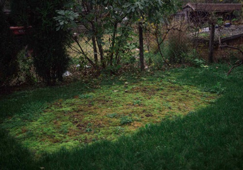 Revitalize Your Yard: Tree Removal Services And Grass Seed In Martinsburg, WV