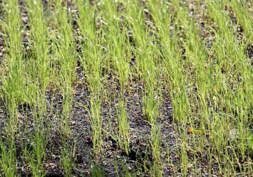 How long does it take for grass seeds to germ?