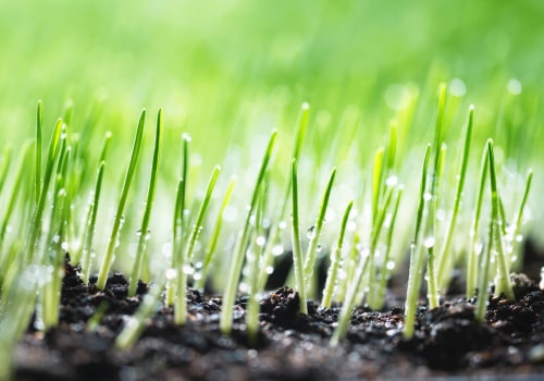 The Benefits Of Professional Tree Care Services In Leander: Establishing Grass Seed In Your Yard