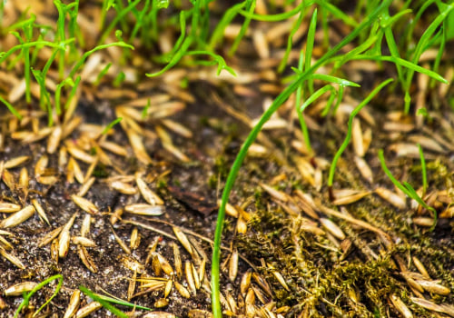Where does grass seed come from?