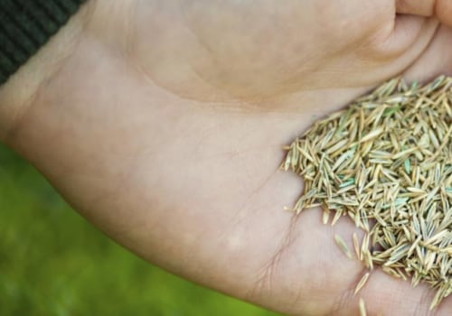 What is the most popular grass seed?