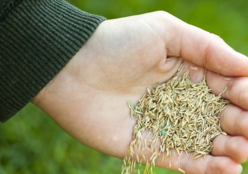 Which grass seed is best for overseeding?