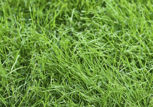 Which type of grass is best for lawn?