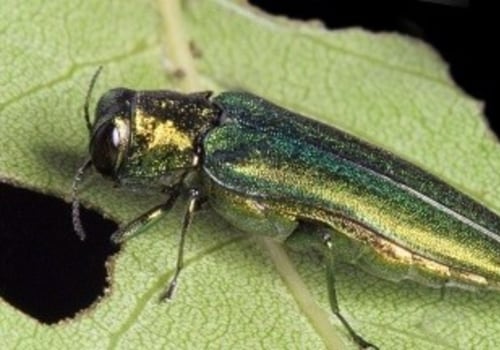 Rooting For Resilience: How Emerald Ash Borer Treatment Services Enhance Grass Seed In Massachusetts