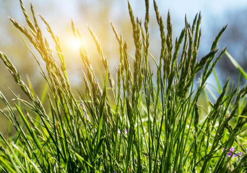 Why Garden Centers In Portland, OR Are Your Go-To For Quality Grass Seed