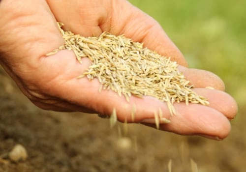 What is the best month to plant grass seed?