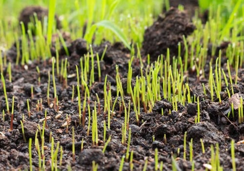 Which grass seed germinates the fastest?